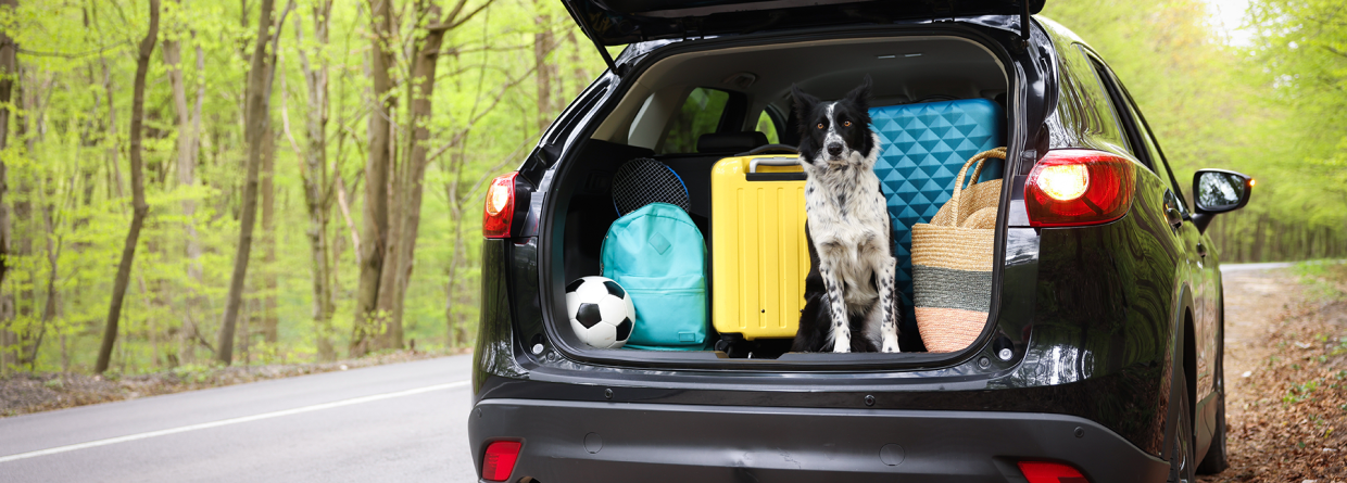 Autovakantie; in een bosrijke omgeving staat de achterklep van auto open en staan er koffers, tassen, een bal en hond in.