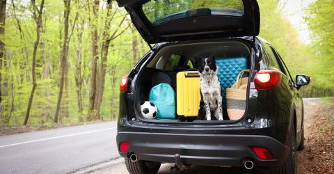 Autovakantie; in een bosrijke omgeving staat de achterklep van auto open en staan er koffers, tassen, een bal en hond in.